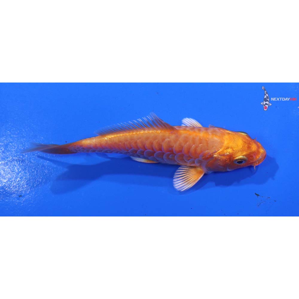 4” Imported Armor Scaled Orenji Ogon