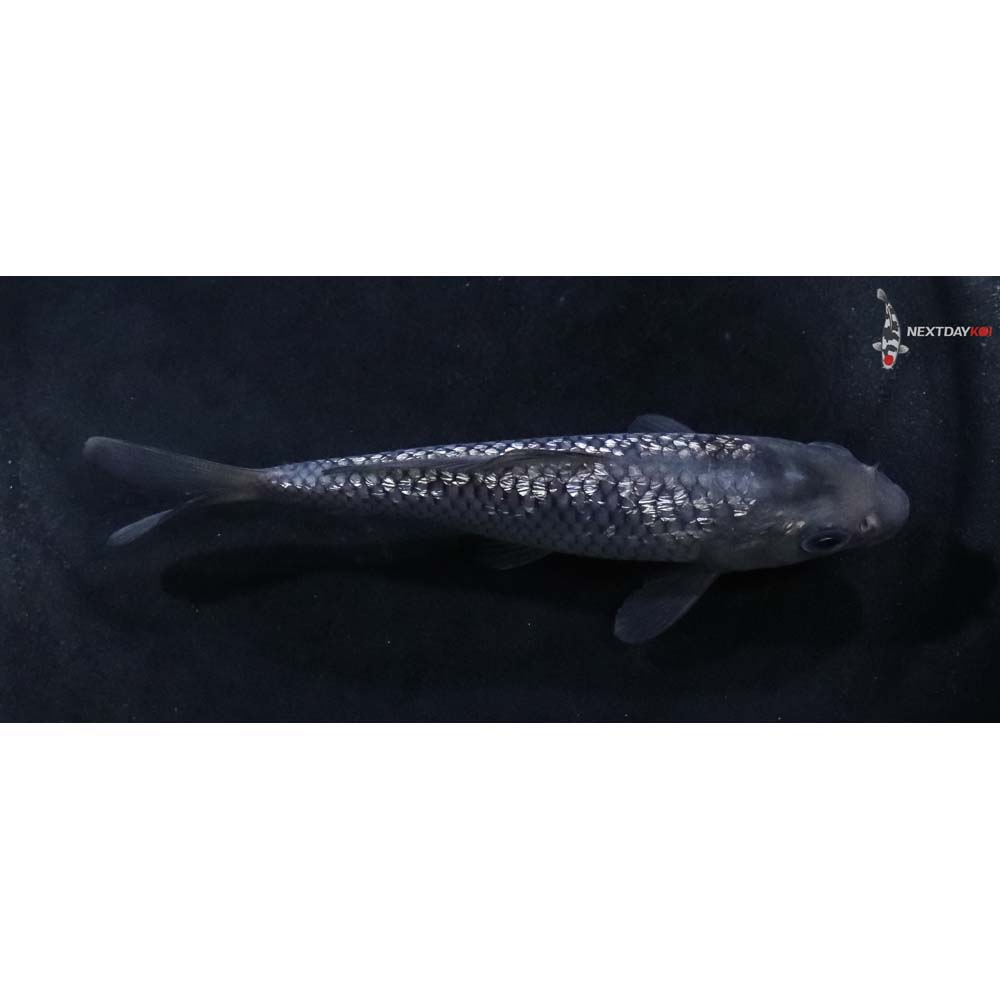 4” Imported Gin Rin Soragoi