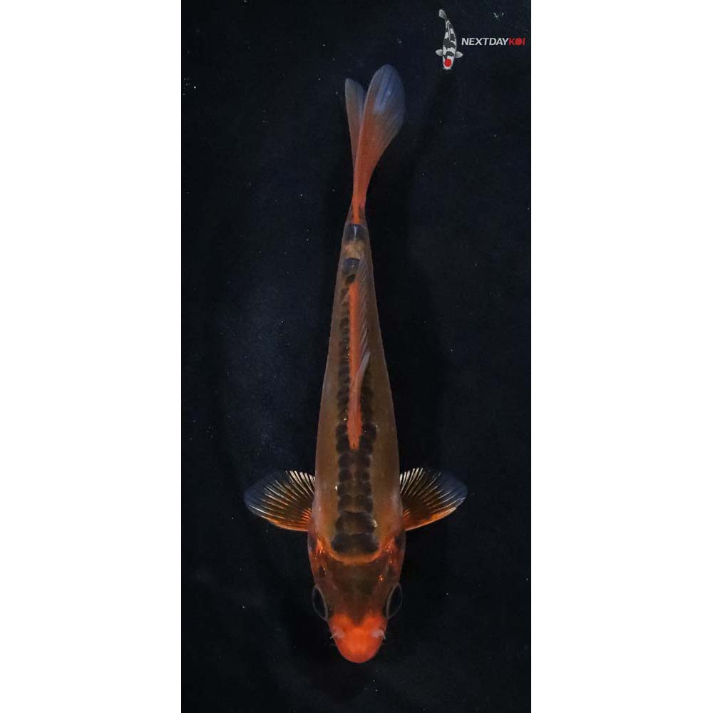 4” Imported Hana Shusui