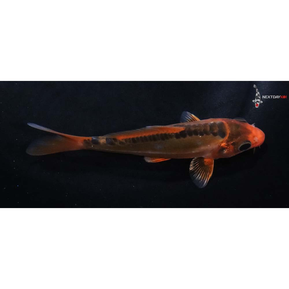 4” Imported Hana Shusui