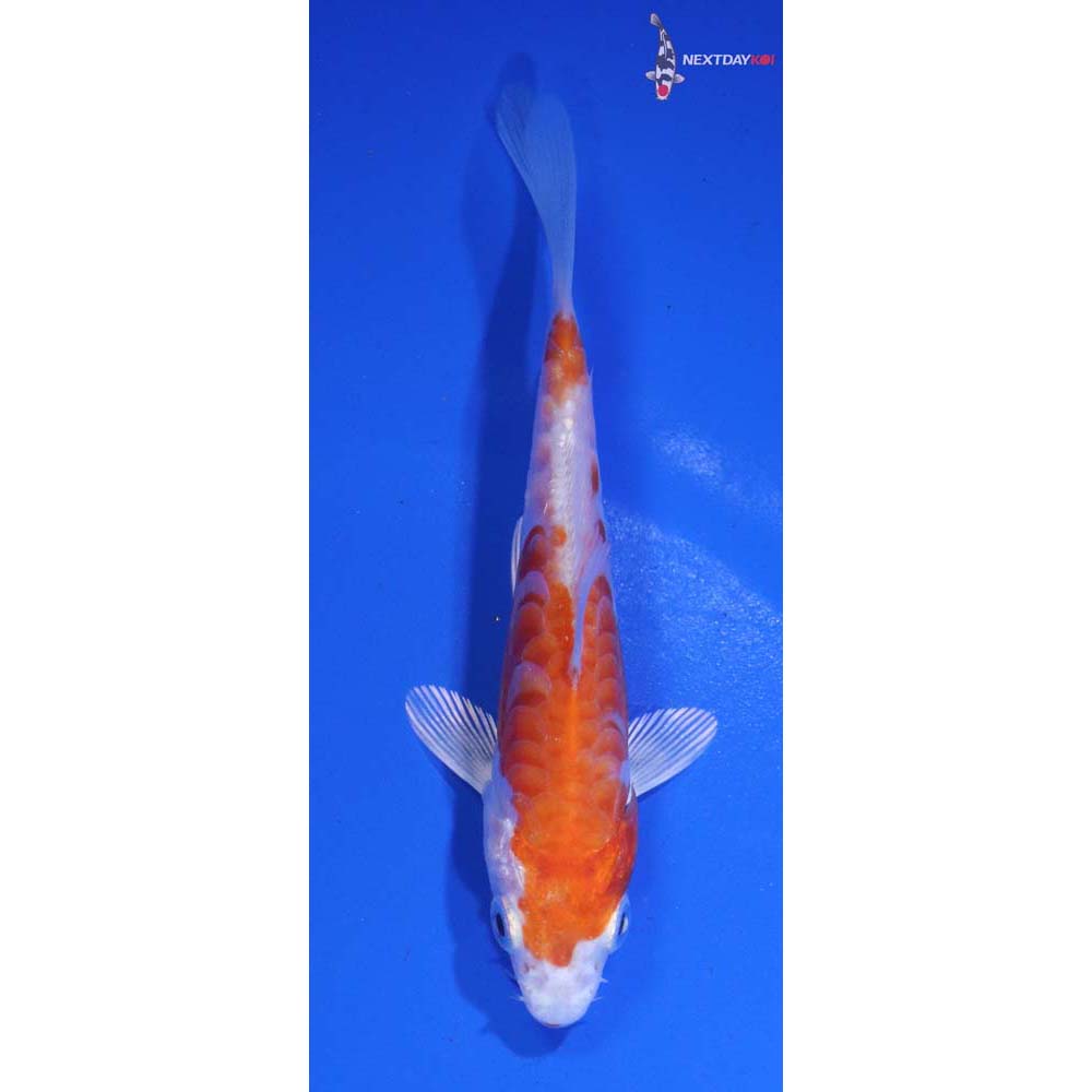 4” Imported Kikusui