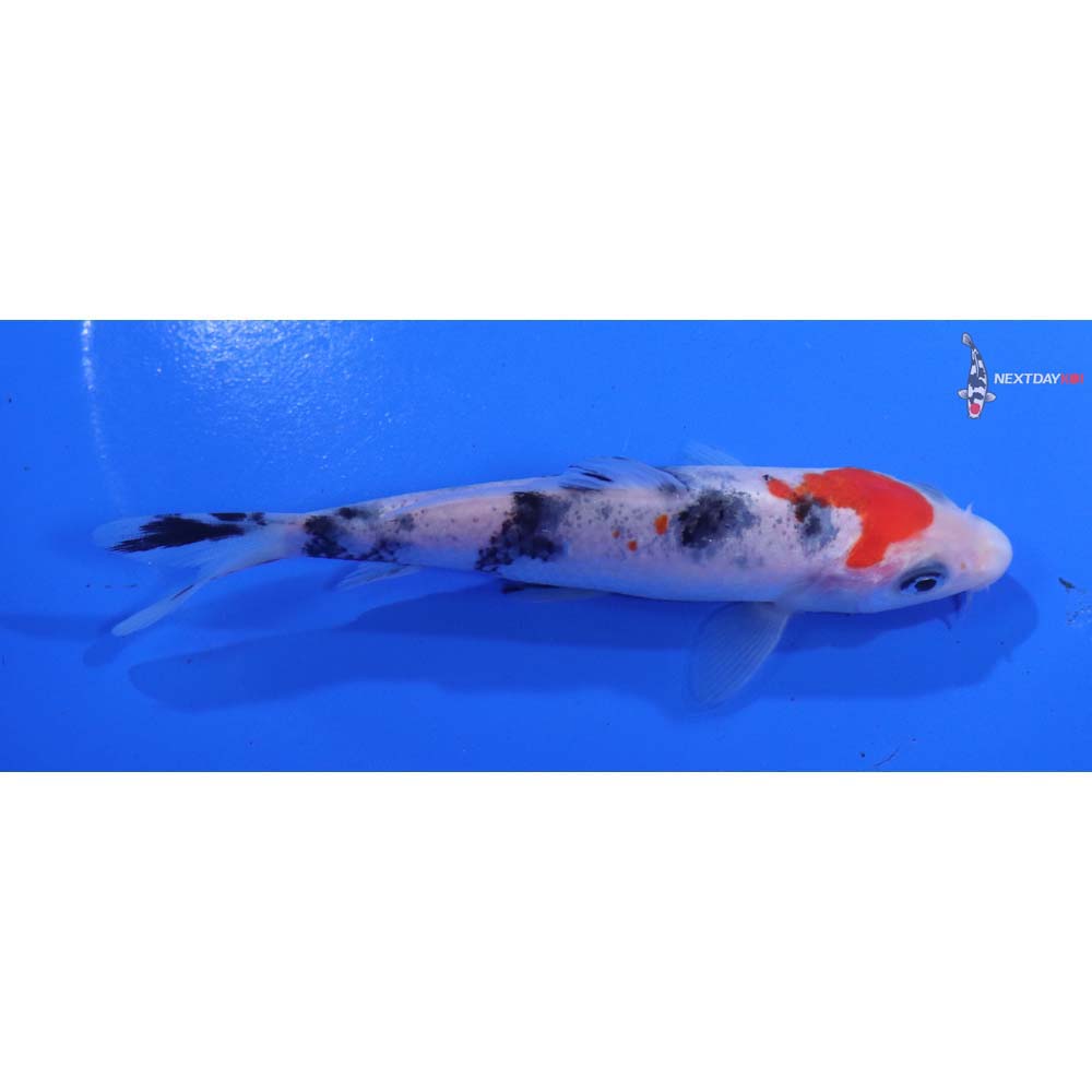 4.5” Imported Sanke