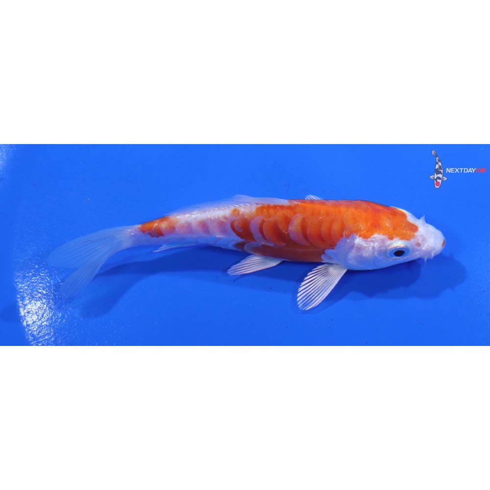 4” Imported Kikusui