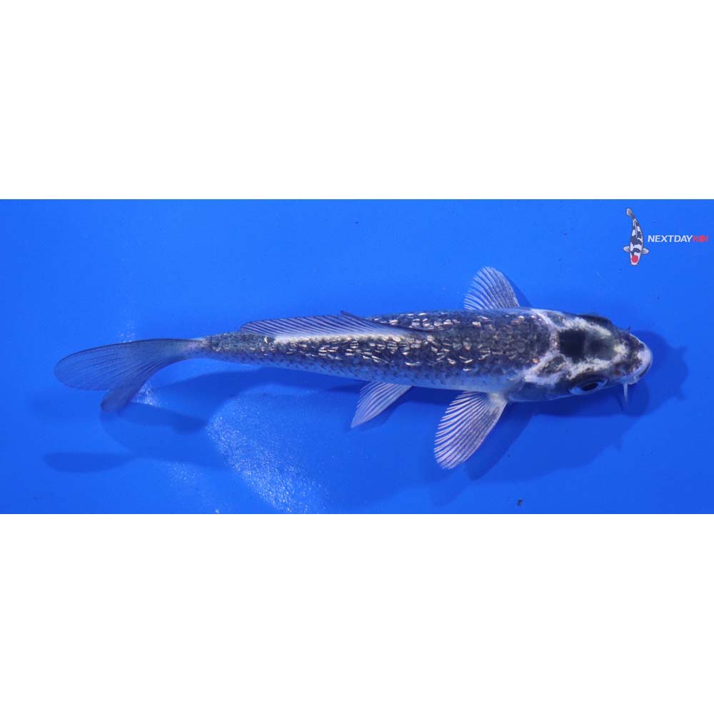 4.5” Imported Gin Rin Gin Matsuba