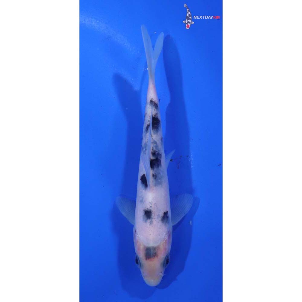 4.5” Imported Shiro Bekko