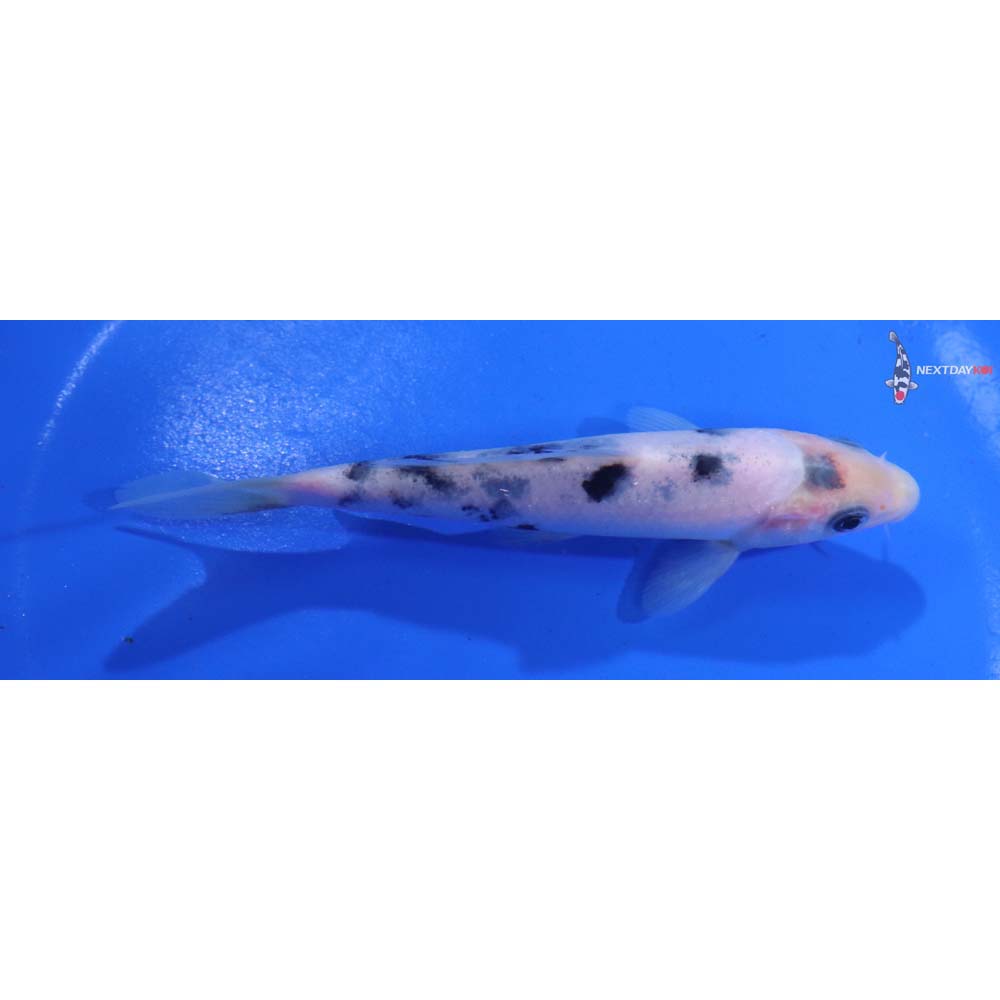 4.5” Imported Shiro Bekko