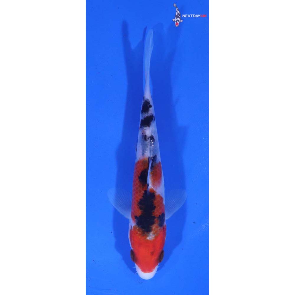 4.5” Imported Sanke