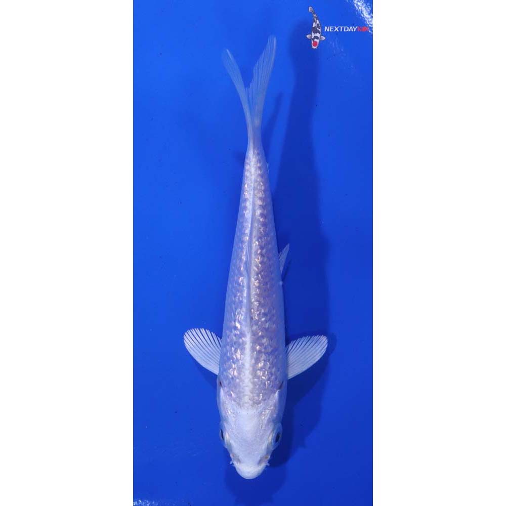 4.5” Imported Gin Rin Platinum Ogon