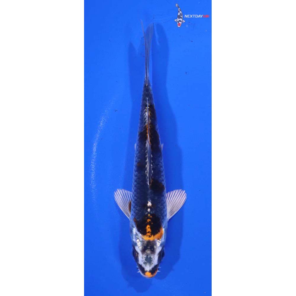 5” Imported Kujaku