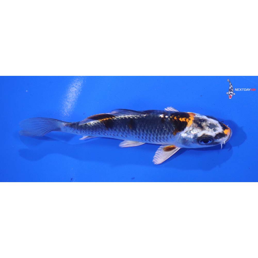 5” Imported Kujaku