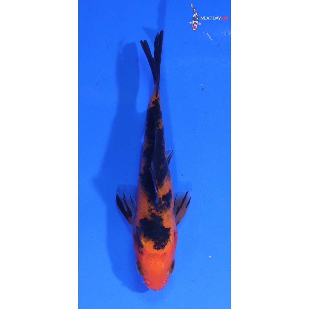 4” Imported Aka Bekko