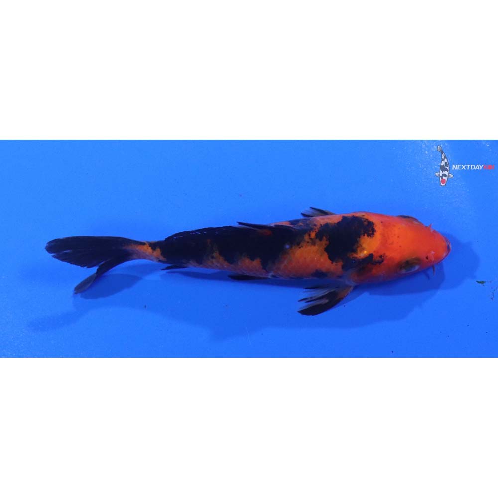 4” Imported Aka Bekko