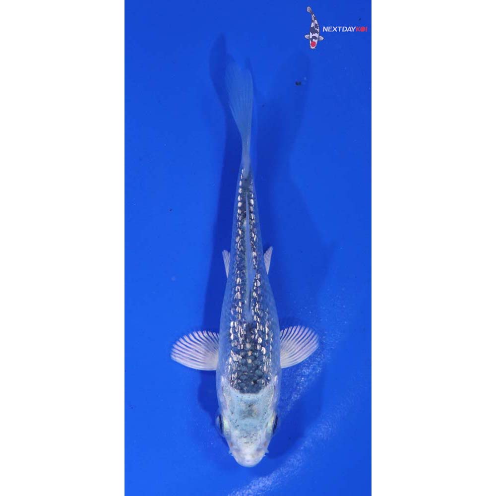 3.5” Imported Gin Rin Gin Matsuba