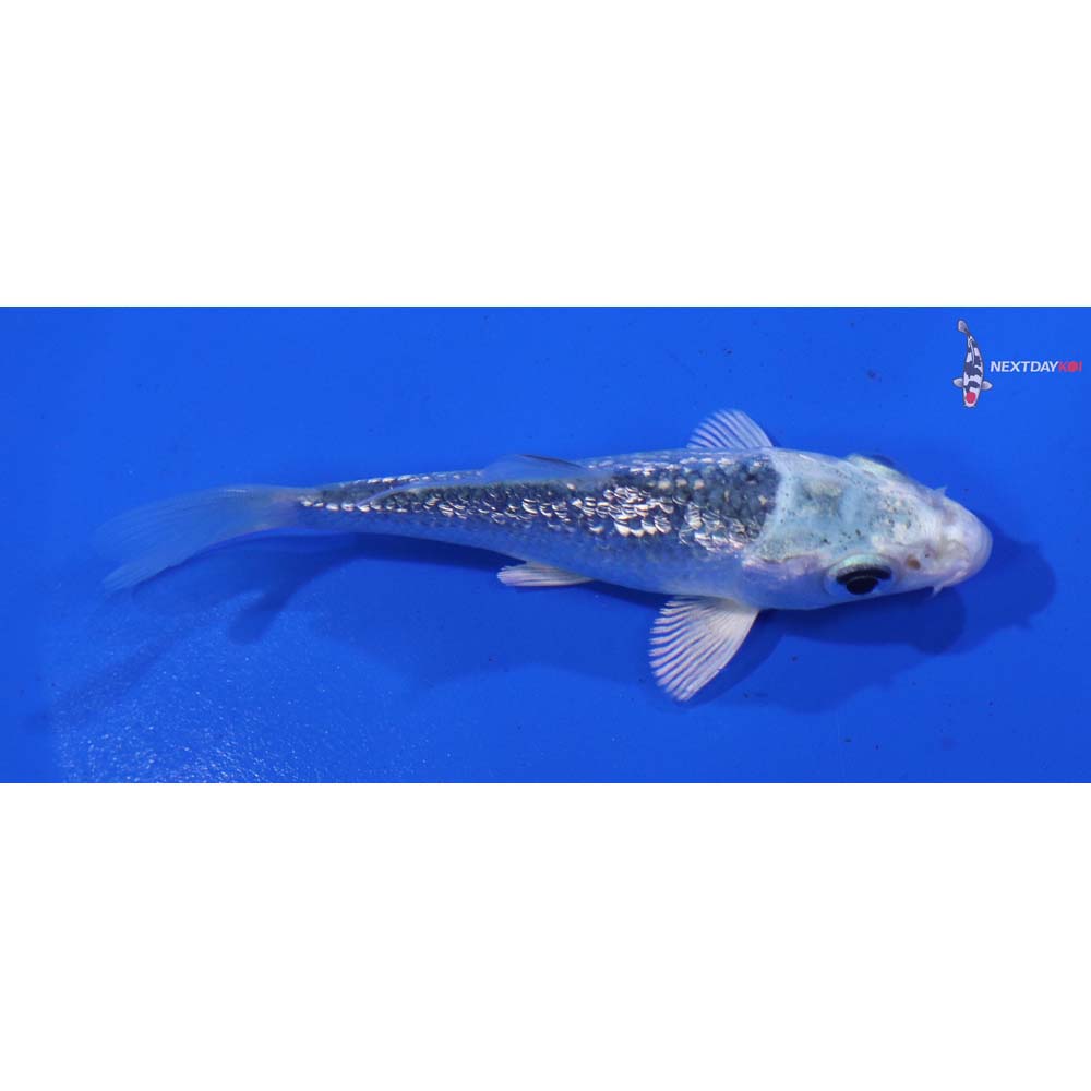 3.5” Imported Gin Rin Gin Matsuba