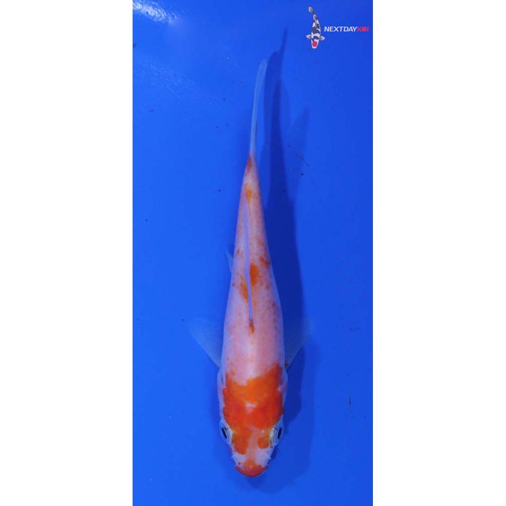 3.5” Imported Kohaku