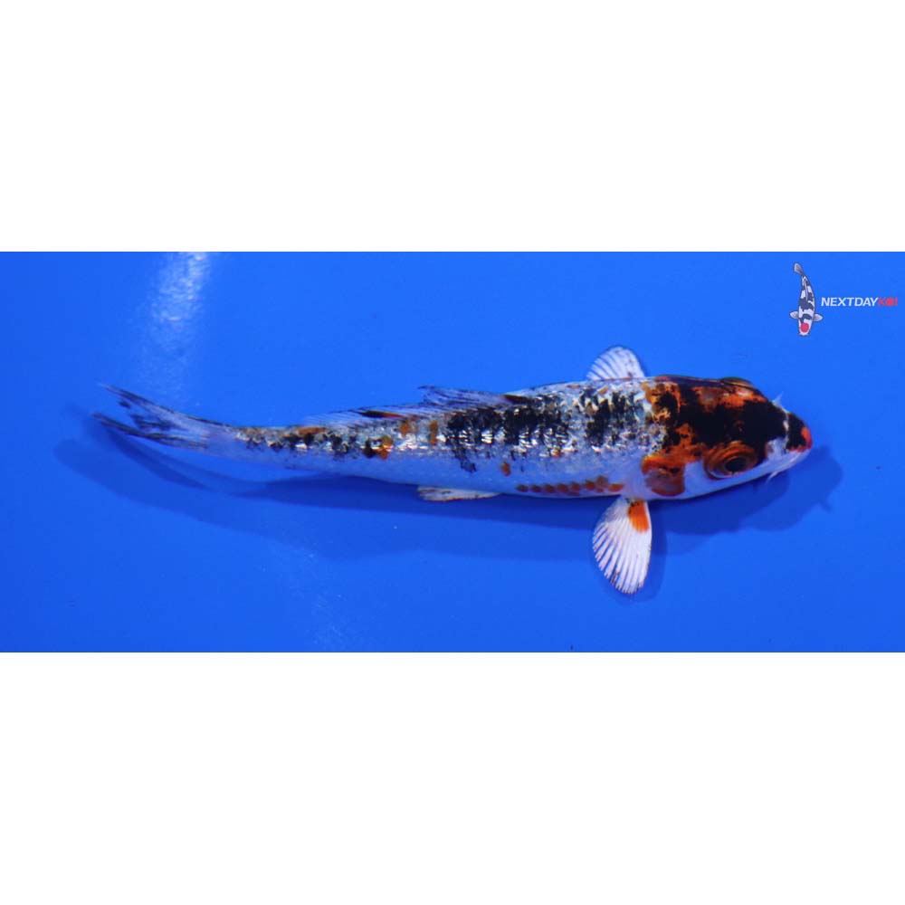 3” Imported Gin Rin Yamato Nishiki