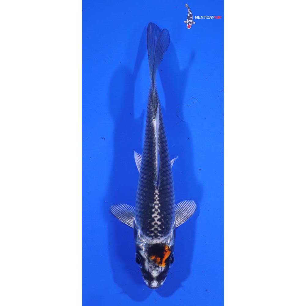 4” Imported Kujaku