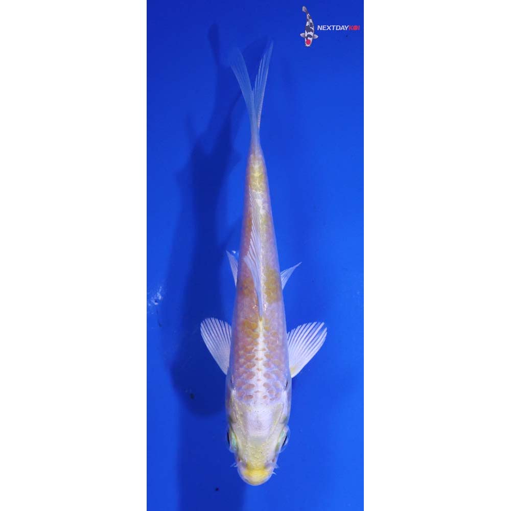 4” Imported Lemon Hariwake