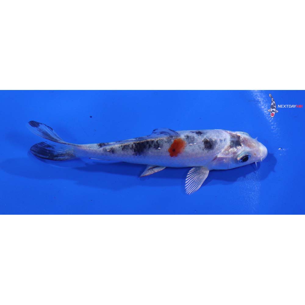 4” Imported Yamato Nishiki