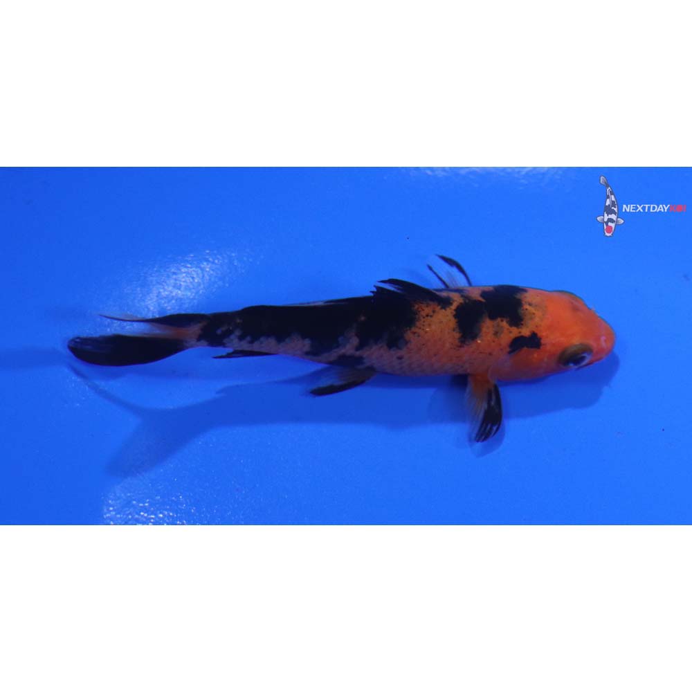 3” Imported Aka Bekko