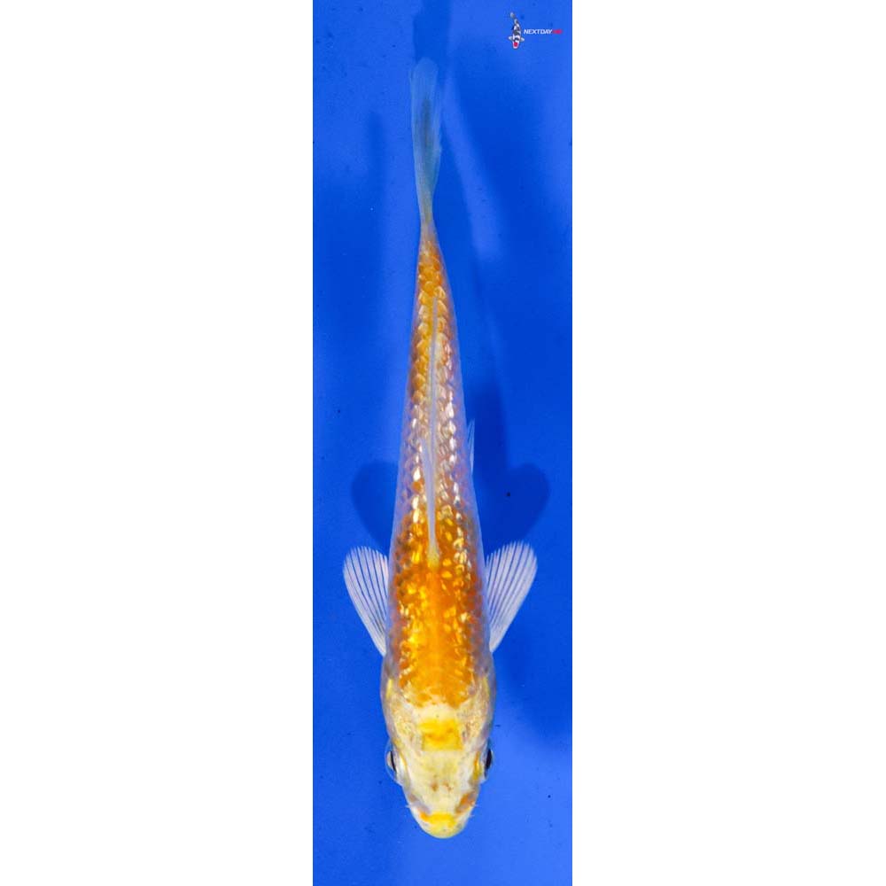 3” Imported Gin Rin Lemon Hariwake