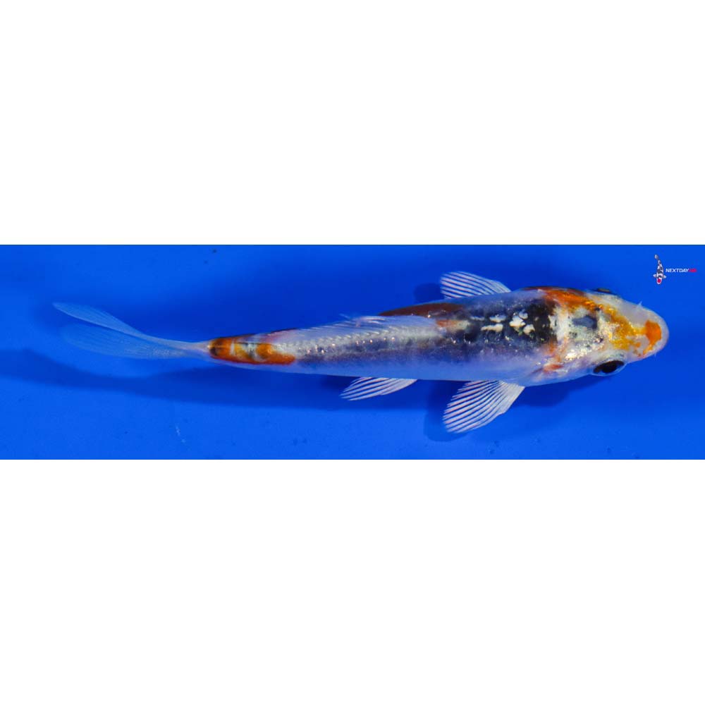 3” Imported Doitsu Blue Kujaku