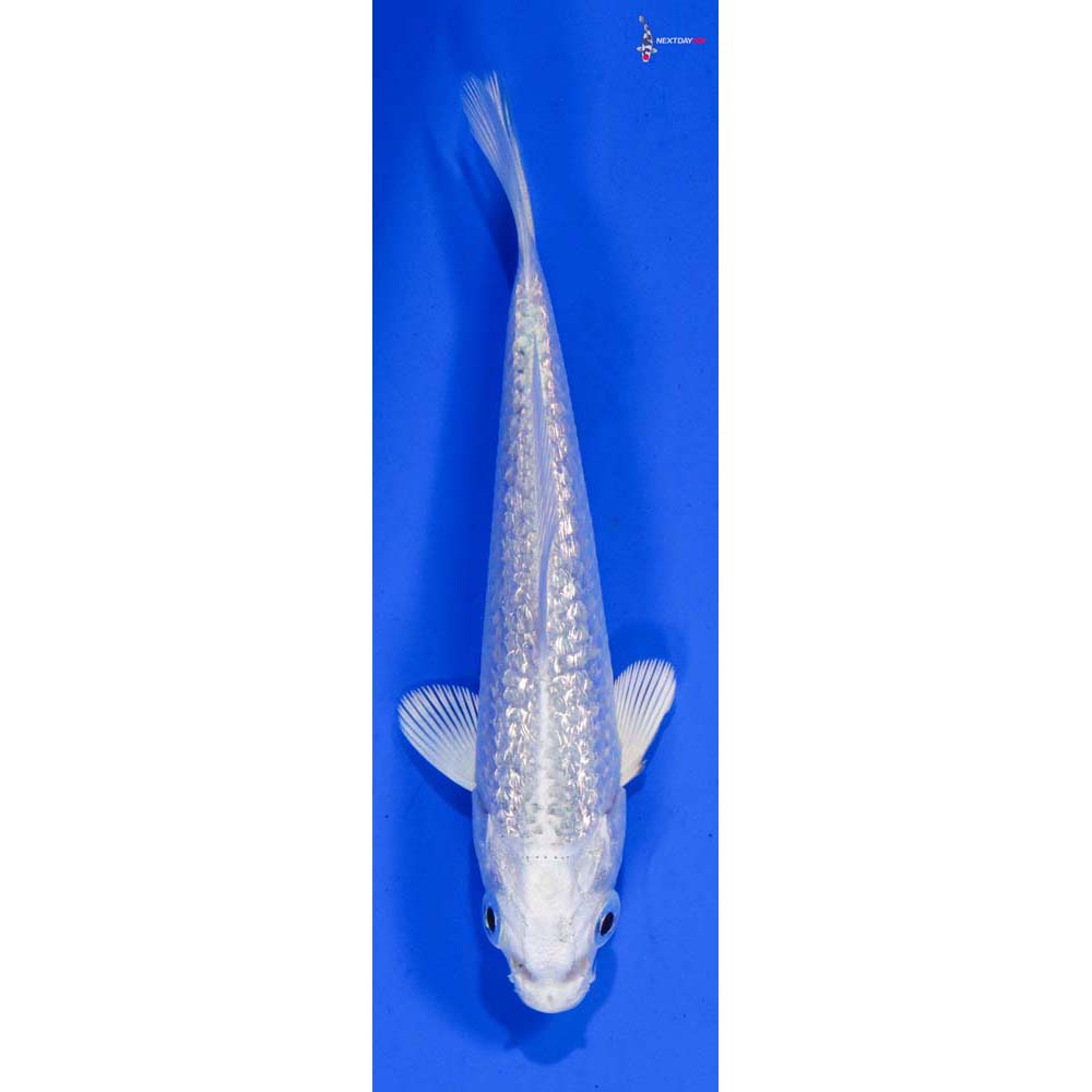 3.5” Imported Gin Rin Platinum Ogon