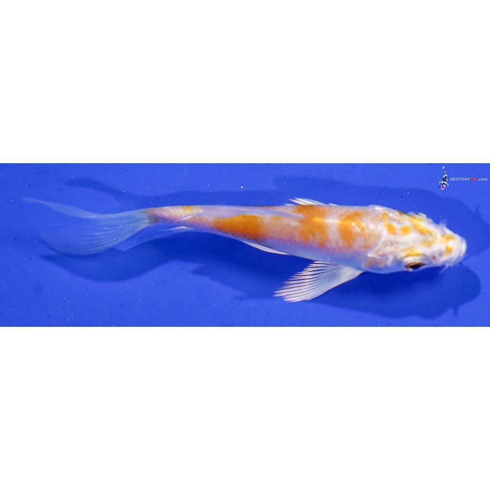 3” Imported Lemon Hariwake Butterfly Koi