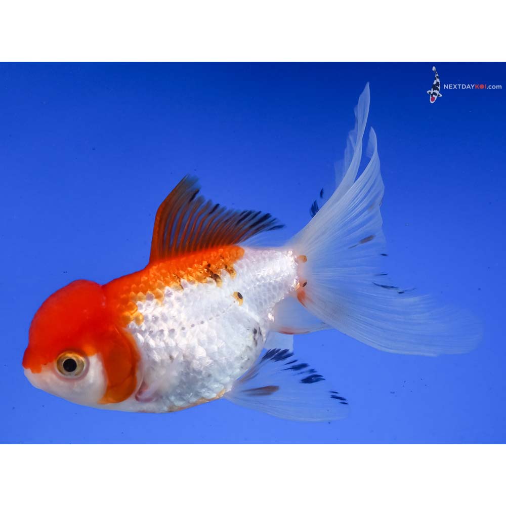 4.5” Imported Red and White Oranda