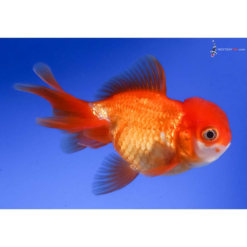 4” Imported Red and White Oranda