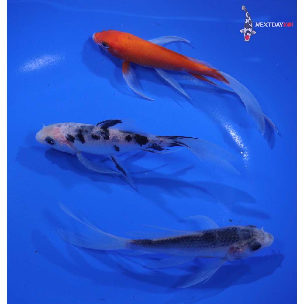 Lot of (3) 4-5" Imported Assorted Butterfly Koi