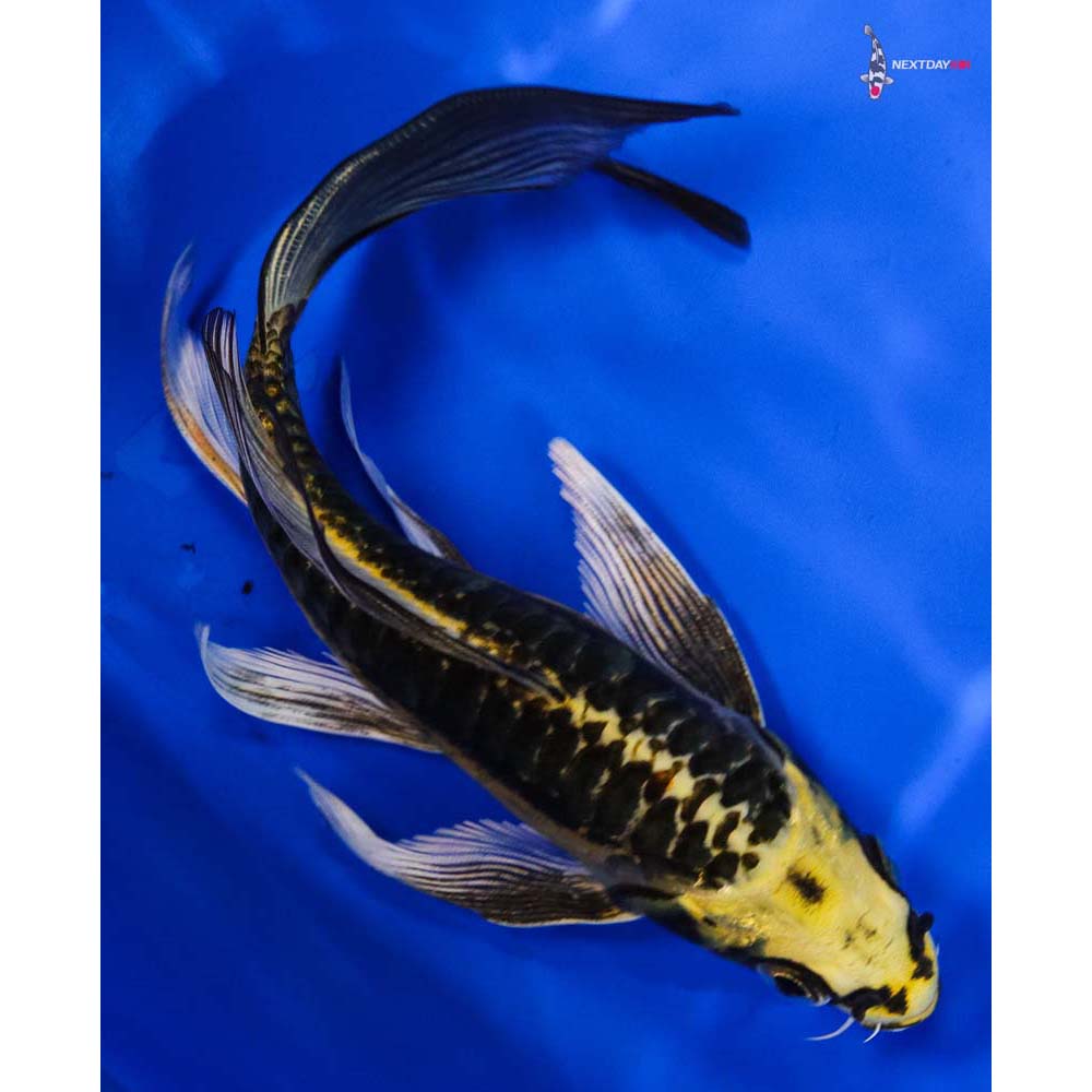 6” Imported  Kin Kikokuryu Butterfly Koi