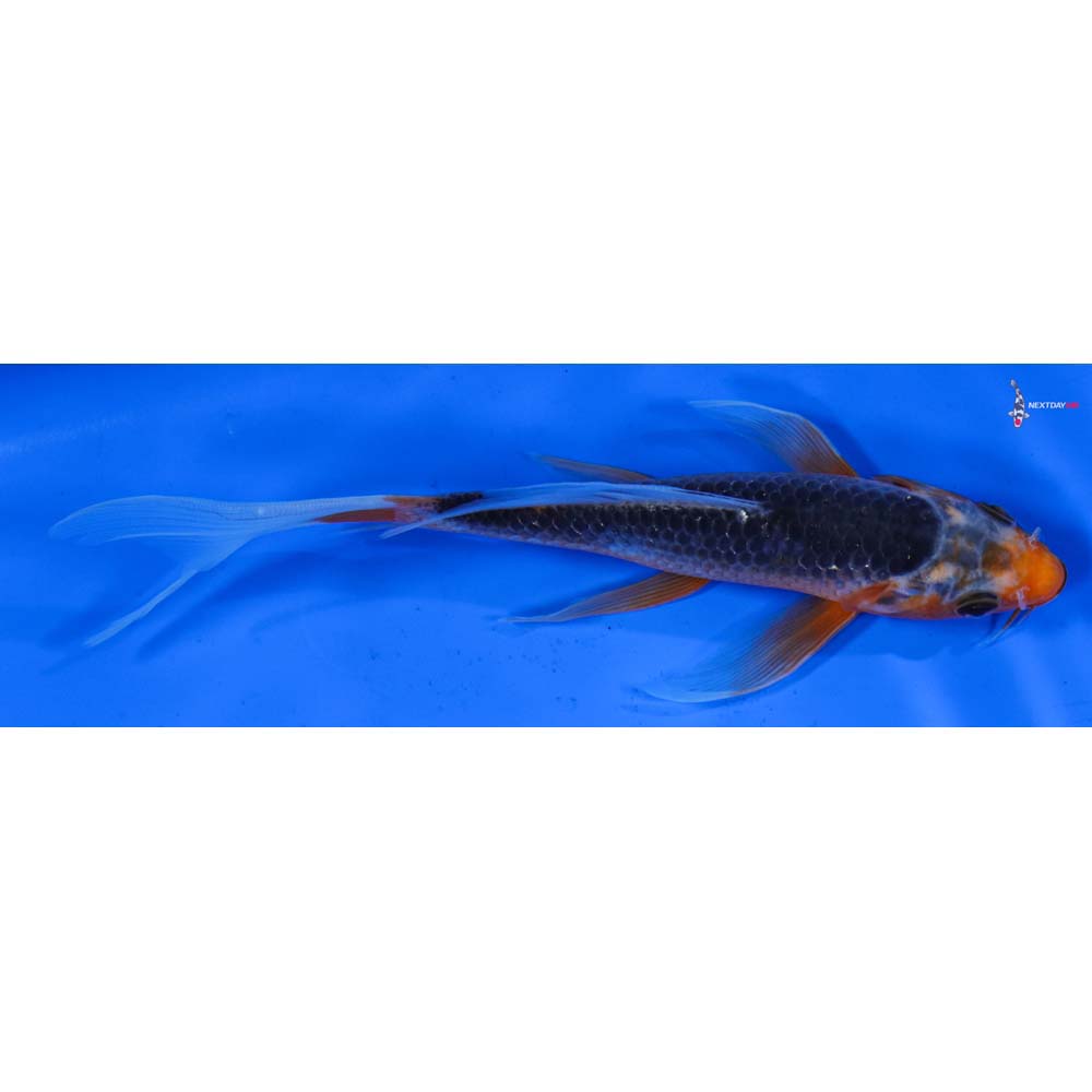 6.5” Imported Asagi Butterfly Koi