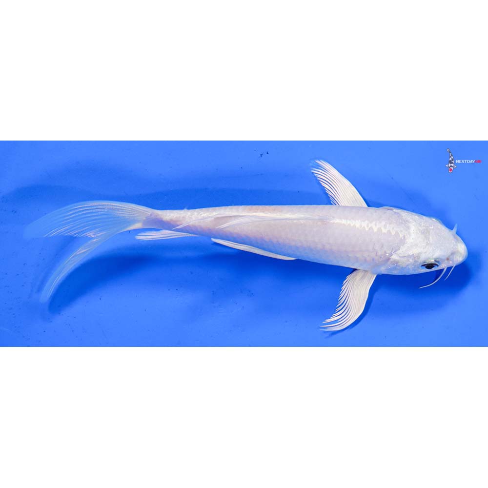 6.5” Imported Platinum Ogon Butterfly Koi