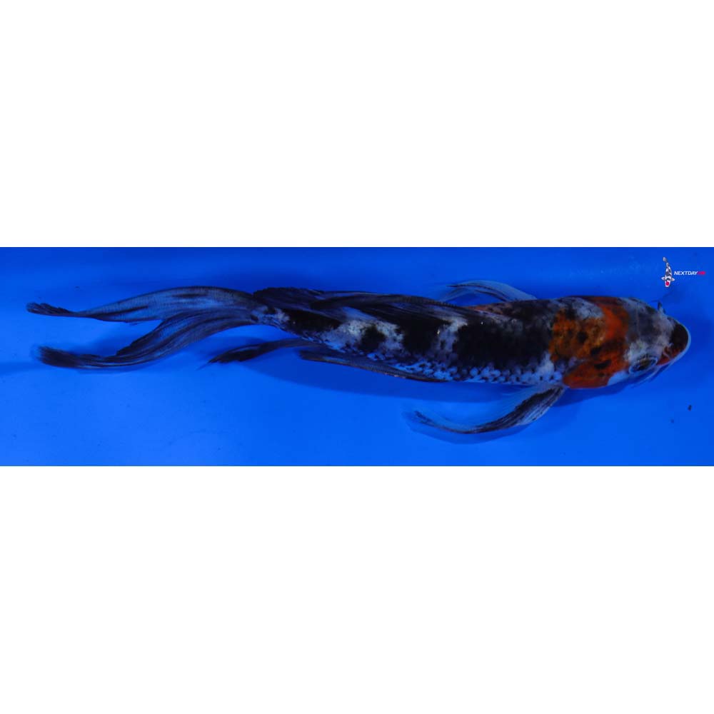 6.5” Imported Showa Butterfly Koi