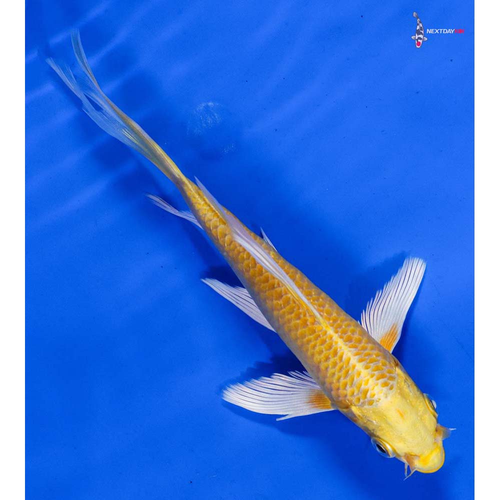 6.5” Imported Yamabuki Ogon Butterfly Koi