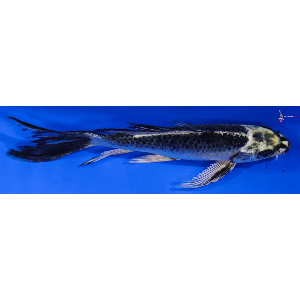 6.5” Imported Ki Matsuba Butterfly Koi