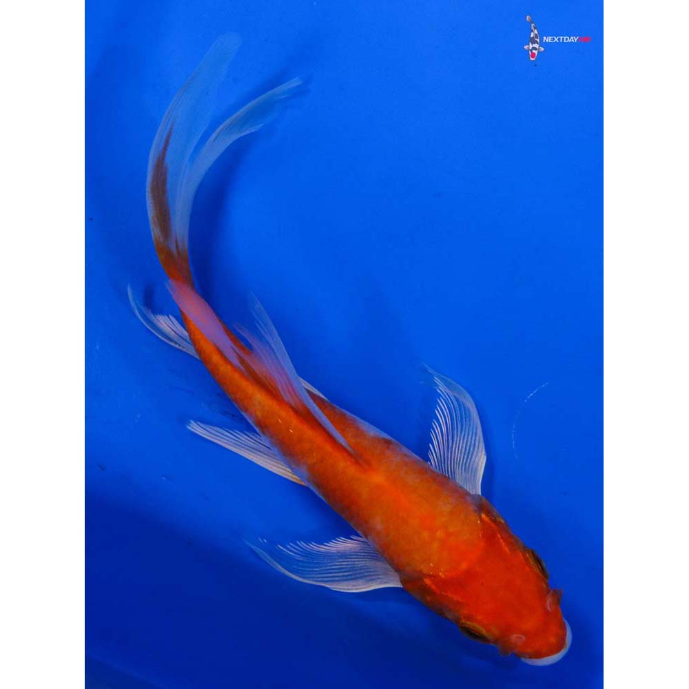 6.5” Imported Hariwake Butterfly Koi