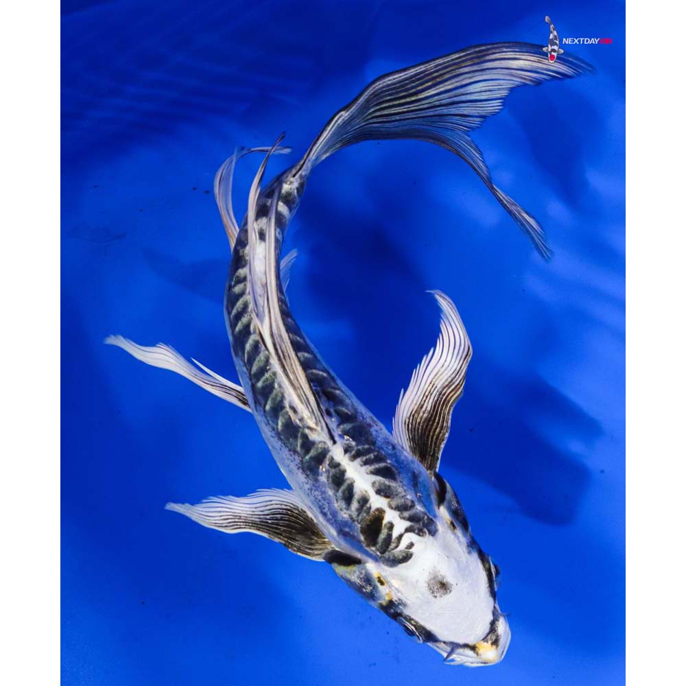 7” Imported Doitsu Kujaku Butterfly Koi