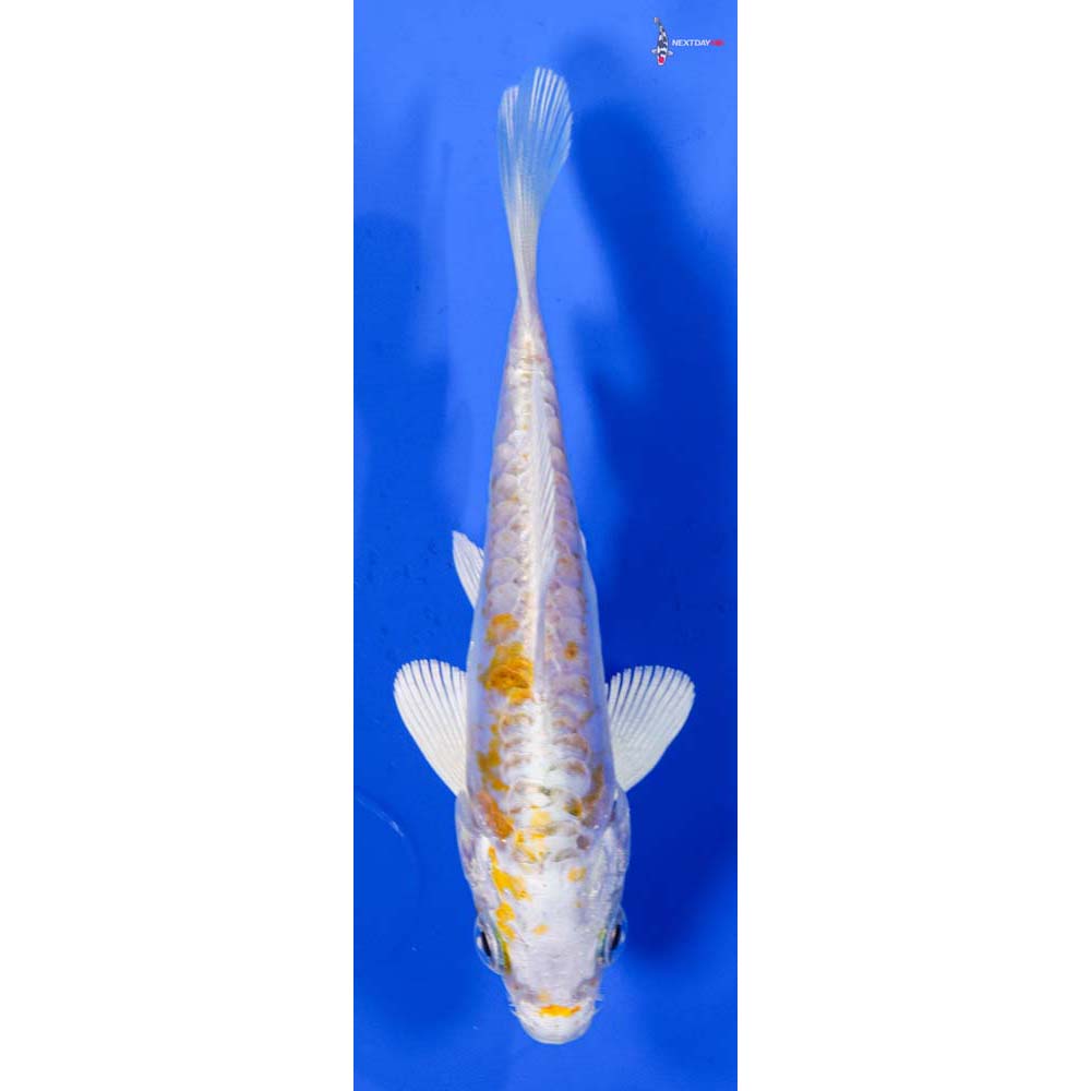 4.5” Imported Heisei Nishiki