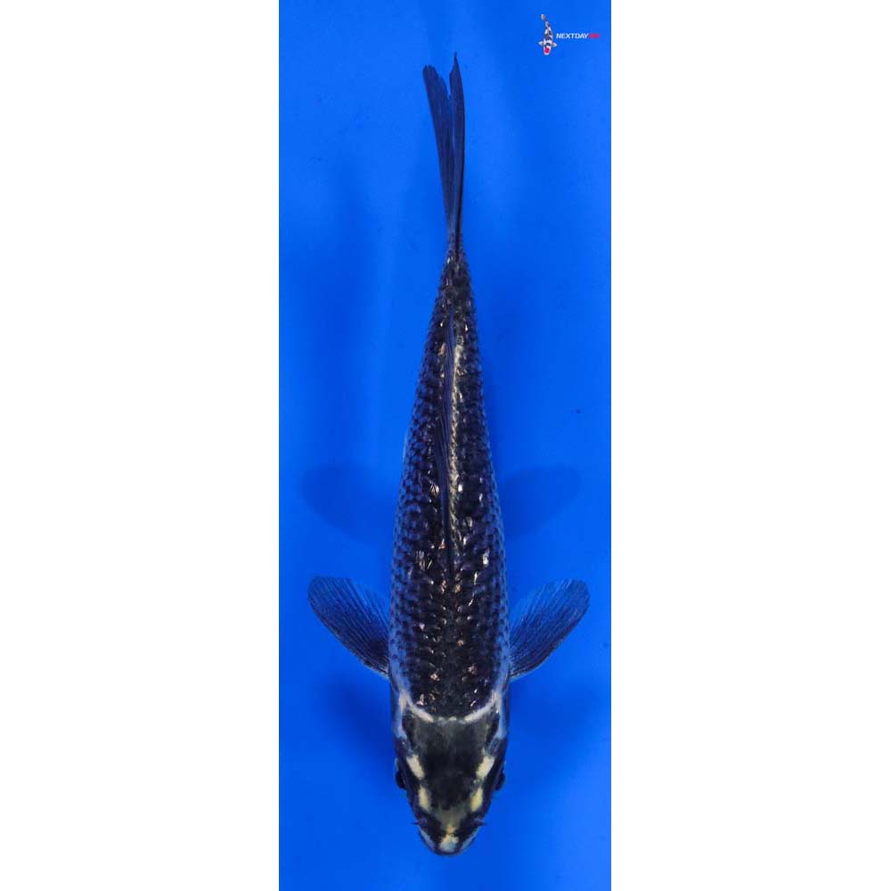 5” Imported Gin Rin Gin Matsuba