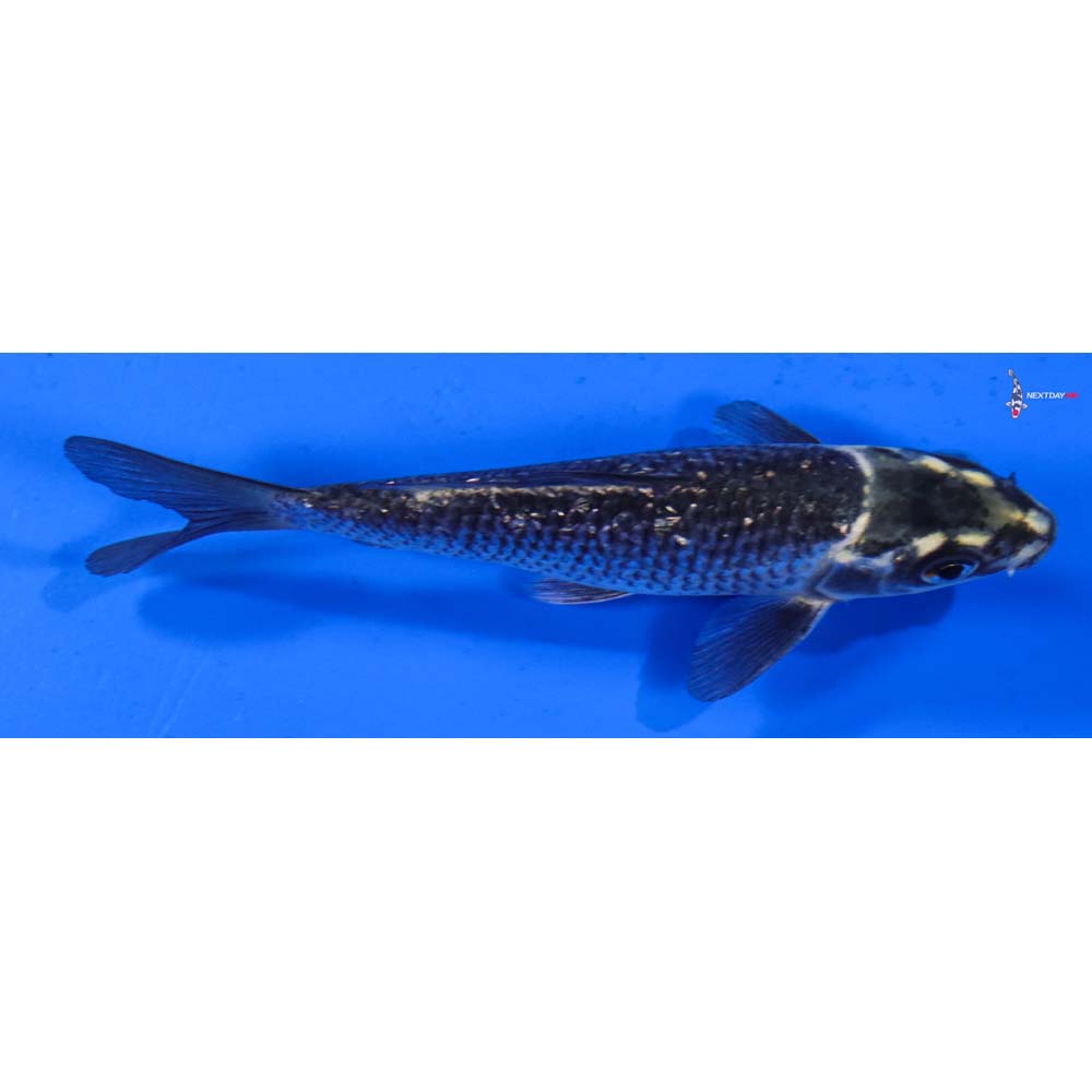 5” Imported Gin Rin Gin Matsuba