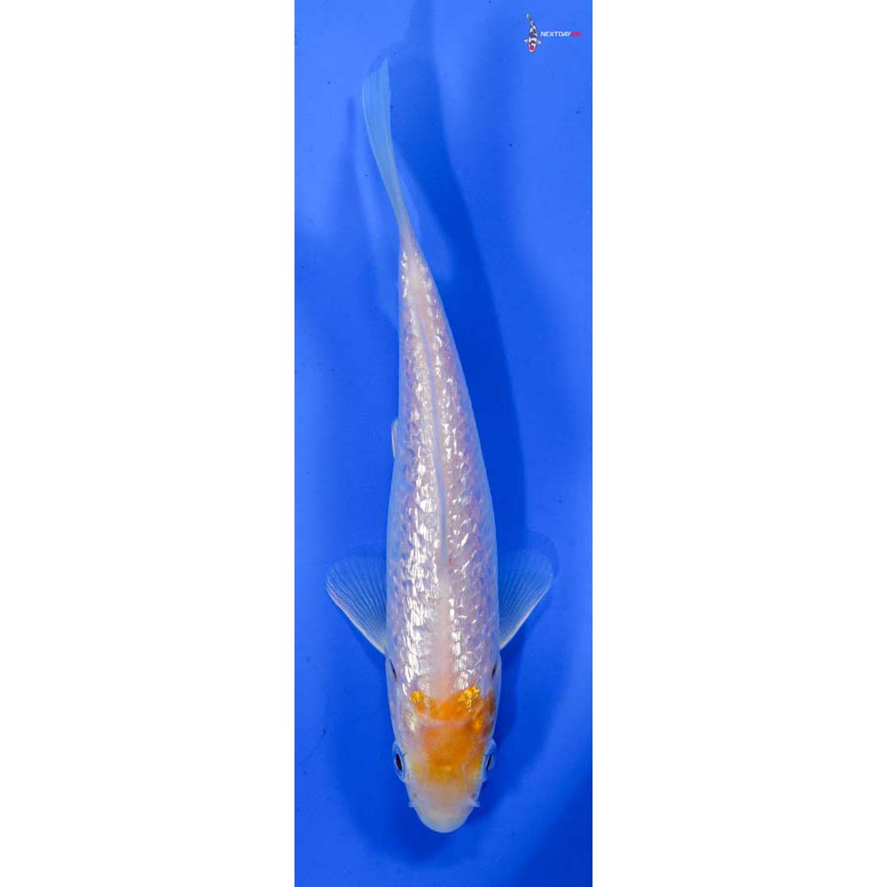 5.5” Imported Gin Rin Ochiba Shigure