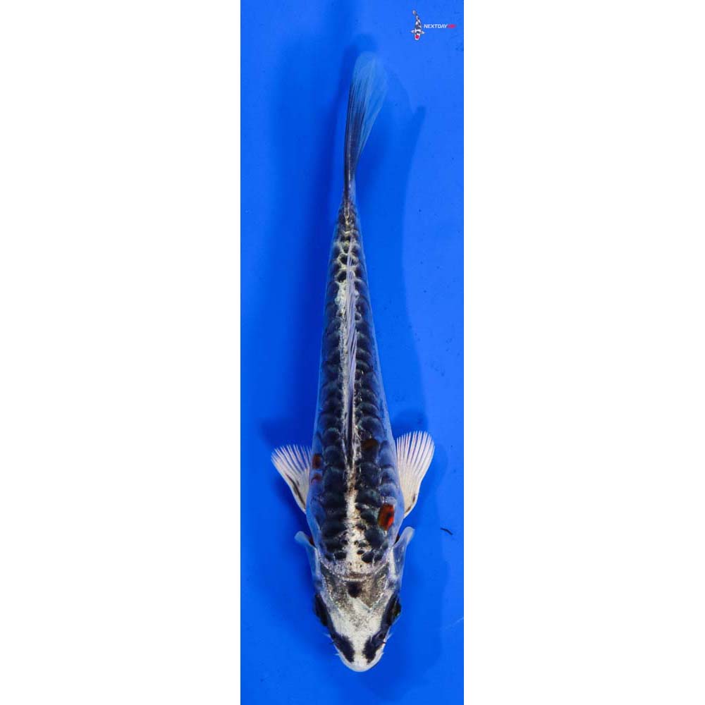 5.5” Imported Armor Scaled Kujaku