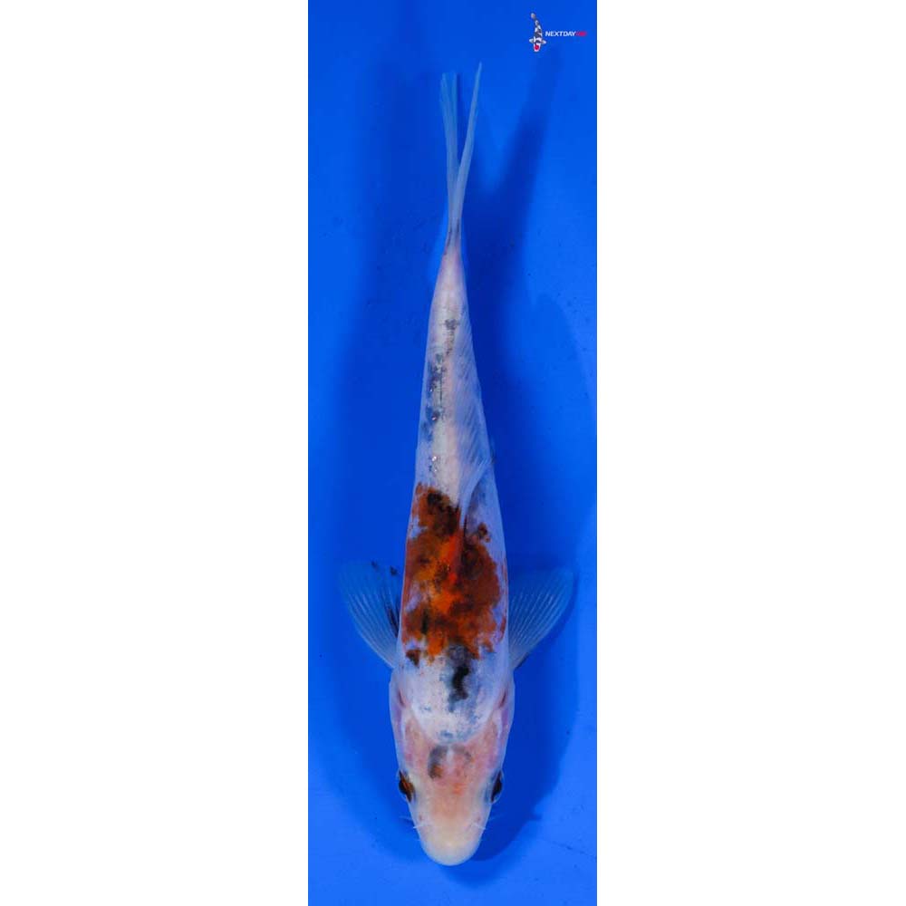 5.5” Imported Doitsu Sanke