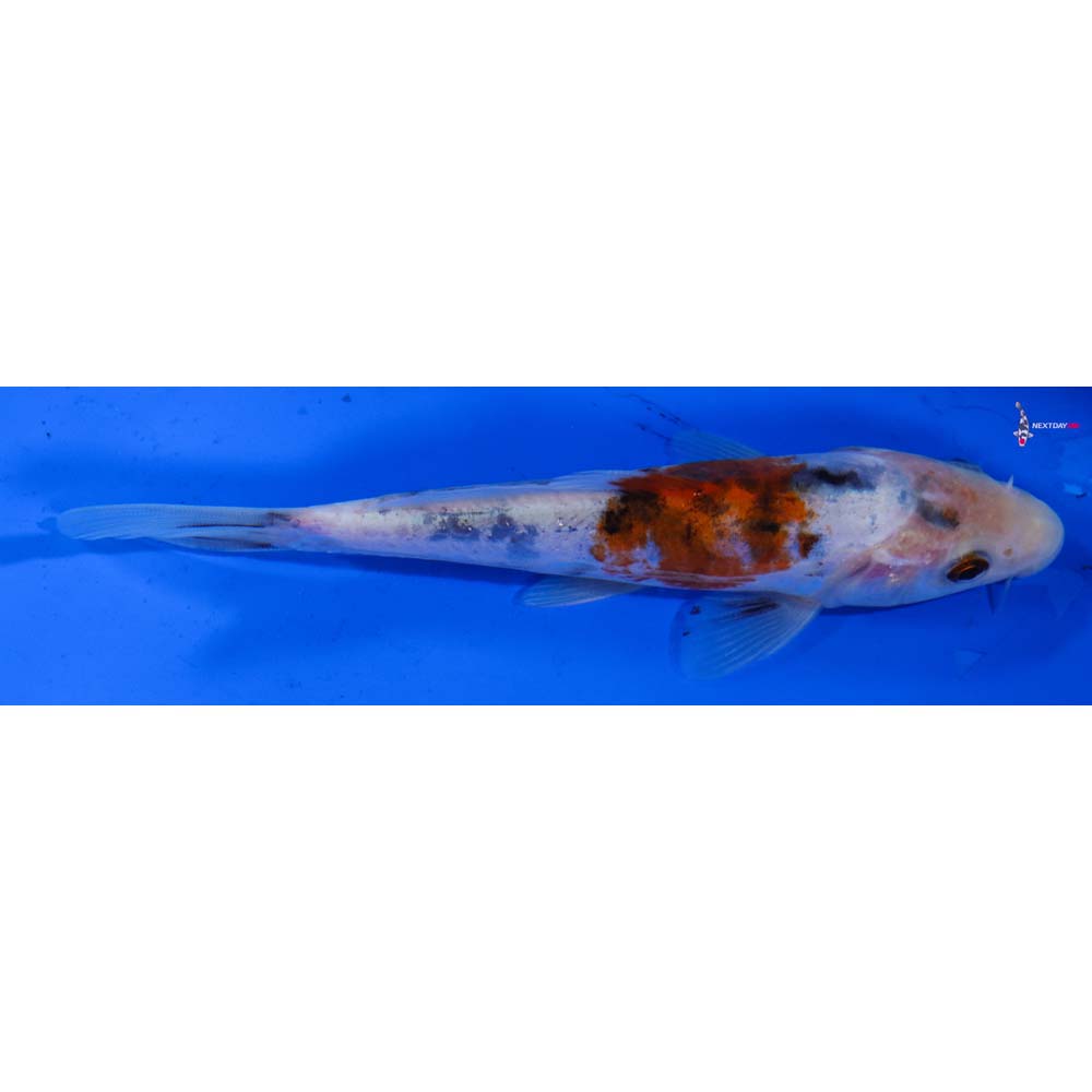 5.5” Imported Doitsu Sanke