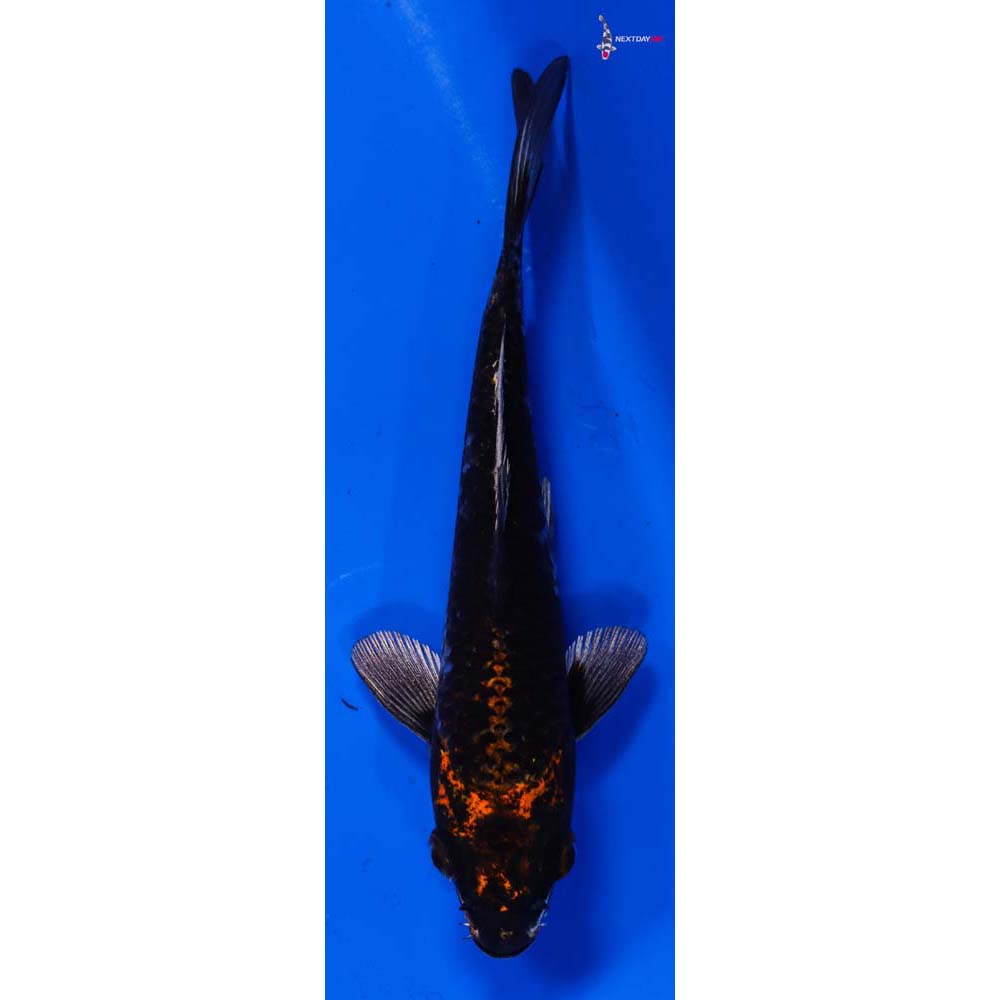 5.5” Imported Kujaku