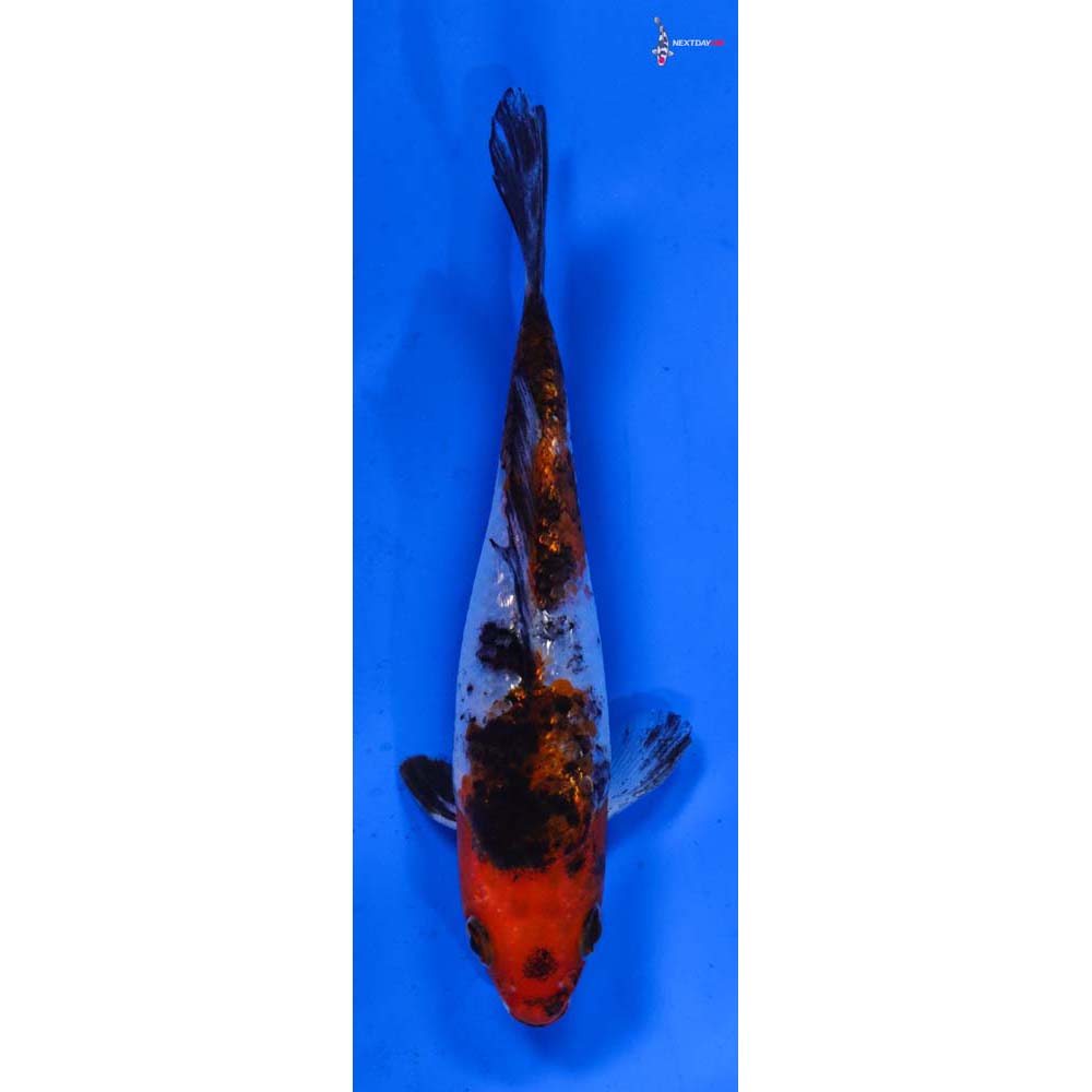 4.5” Imported Gin Rin Sanke