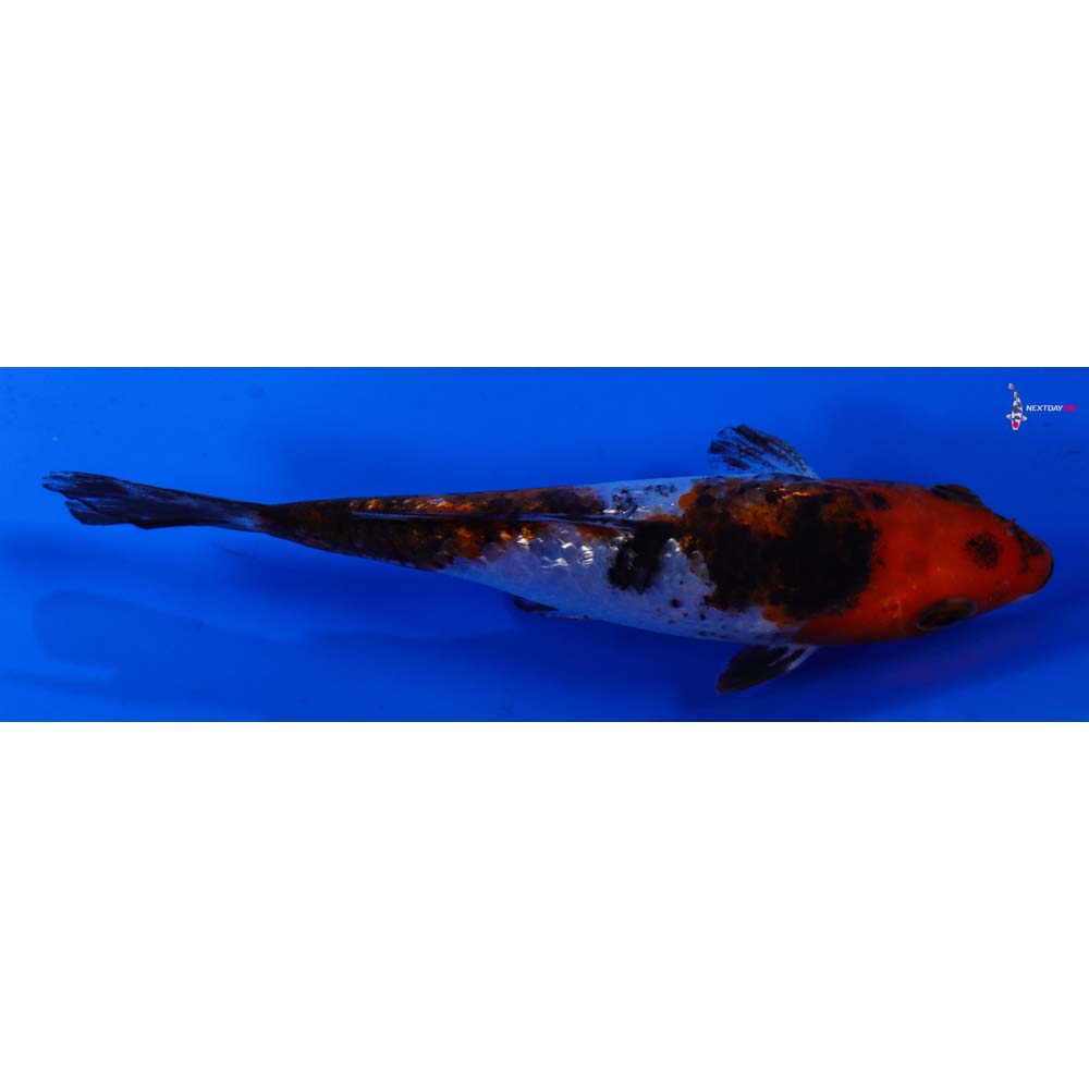 4.5” Imported Gin Rin Sanke