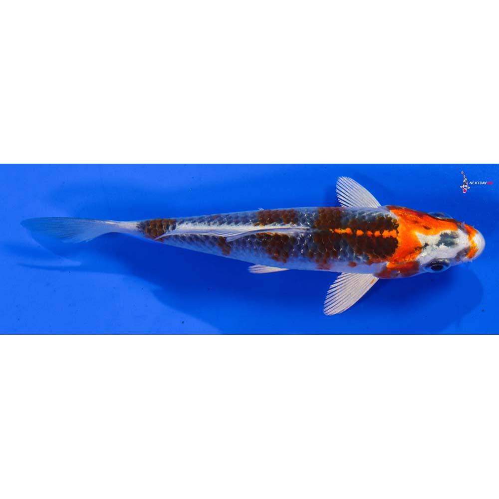 4” Imported Kujaku